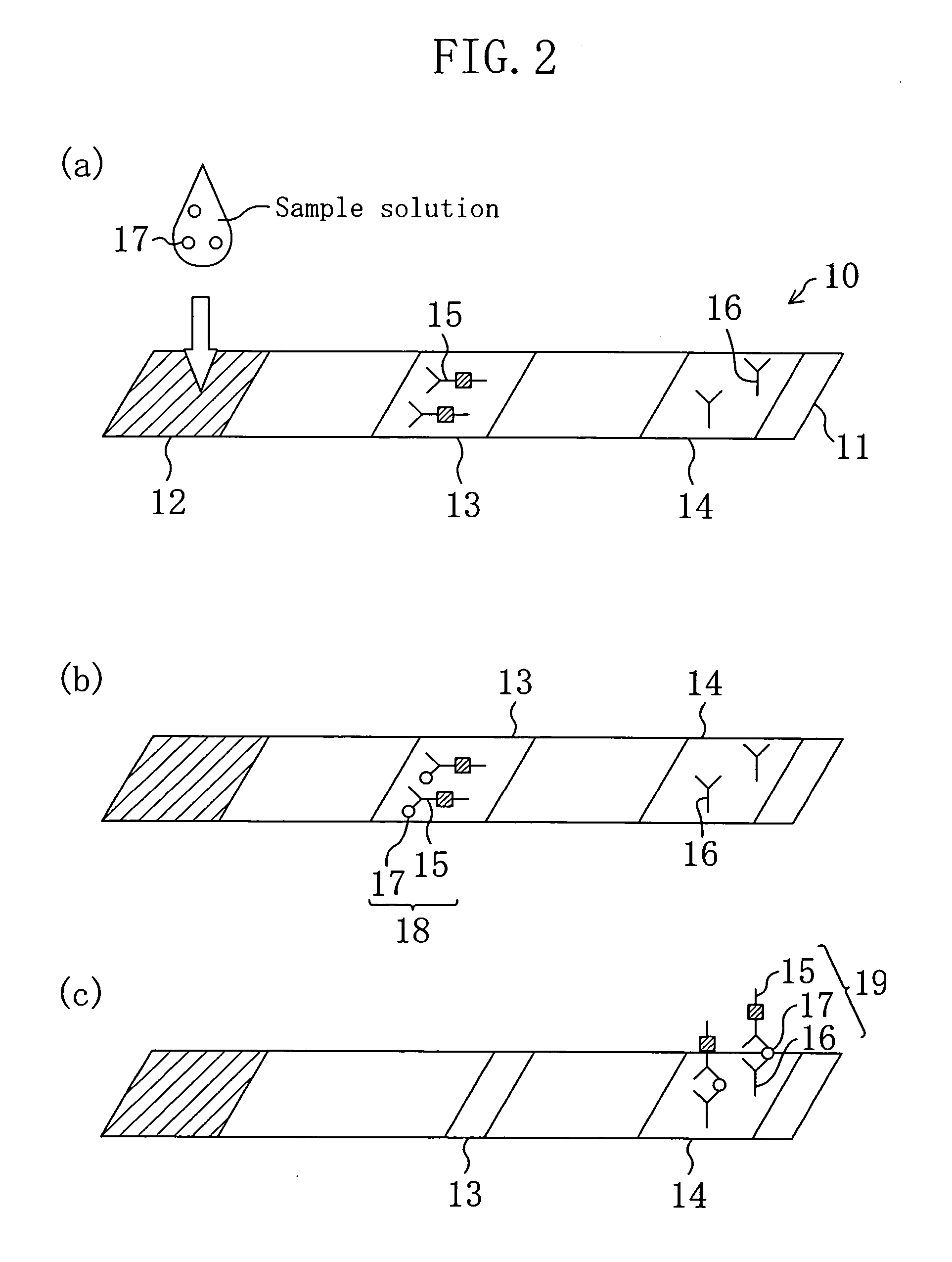 Test strip for chromatography and process for producing the same