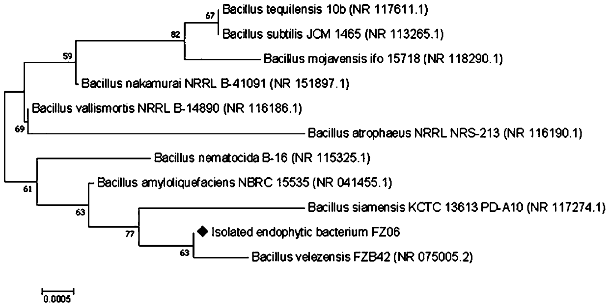 Pu'er tea leaf endophytic bacillus and application thereof