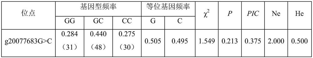 SNP (Single Nucleotide Polymorphism) molecular marker for identifying age-round shearing amount of alpine merino and application of SNP molecular marker