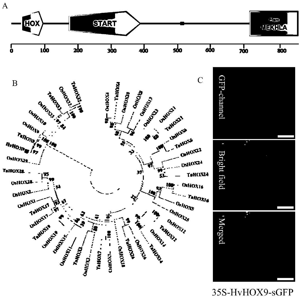 Barley hvhox9 gene and its use