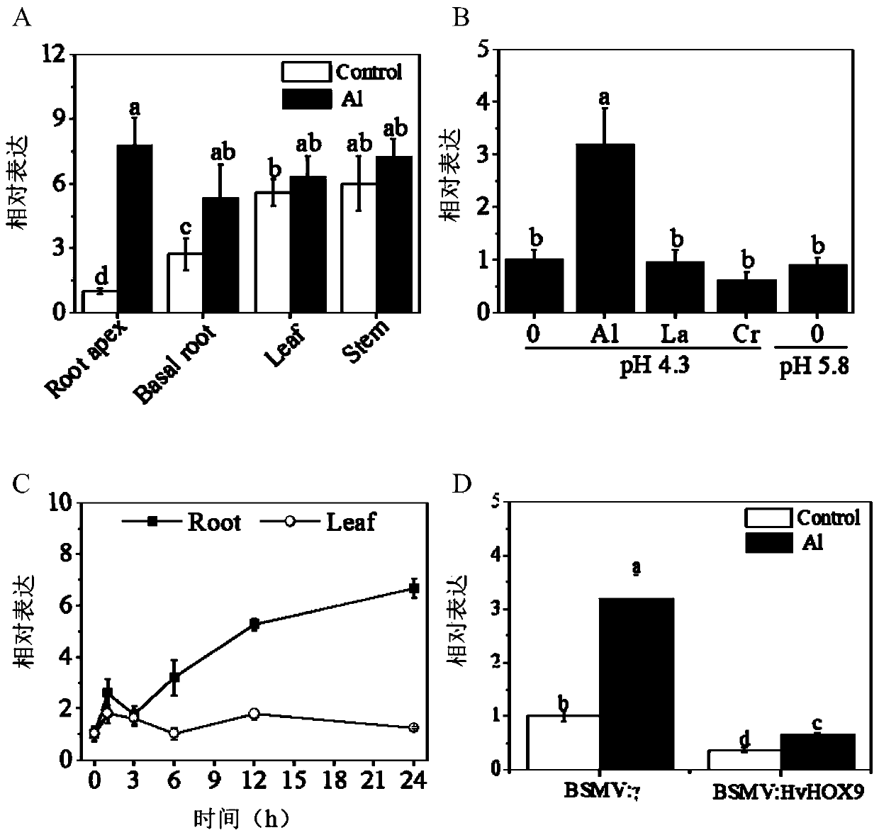 Barley hvhox9 gene and its use