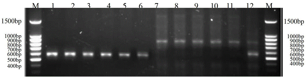 Method for identifying protoplast monokaryon mating types of lepista sordida and special primer pair SR-4*2 thereof