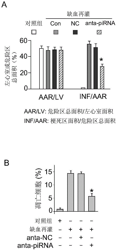 piRNA antisense nucleotide pharmaceutical composition and application thereof