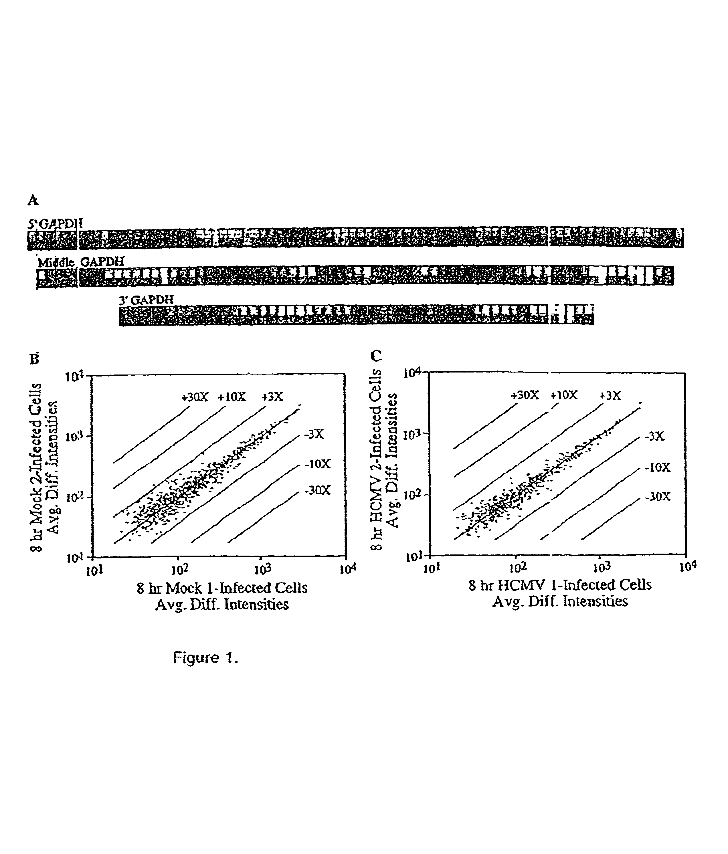 Expression monitoring for human cytomegalovirus (HCMV) infection