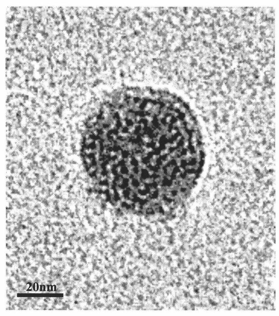 Method for preparing iron nano-magnetic particles by taking T4 phage as template