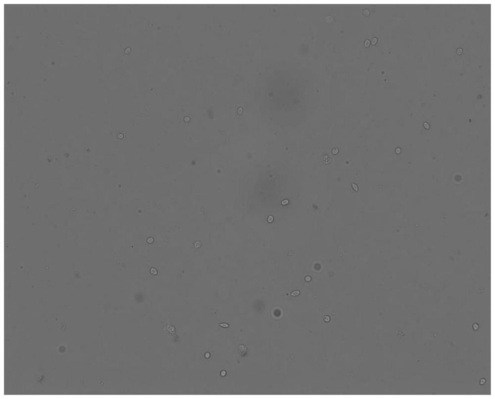 Method for preparing cynoglossus semilaevis testis single-cell suspension