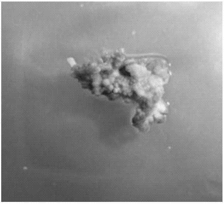 Inducing method for rhododendron delavayi 'cosmopolitan' somatic embryo