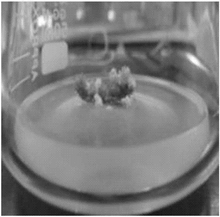 Inducing method for rhododendron delavayi 'cosmopolitan' somatic embryo