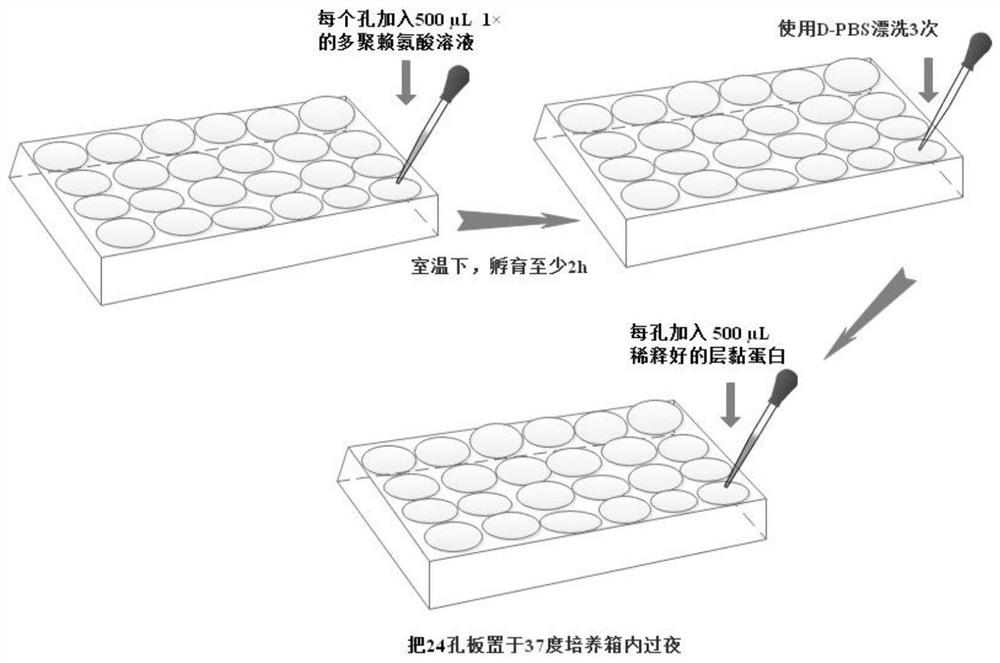 Preparation method of retinal ganglion cells