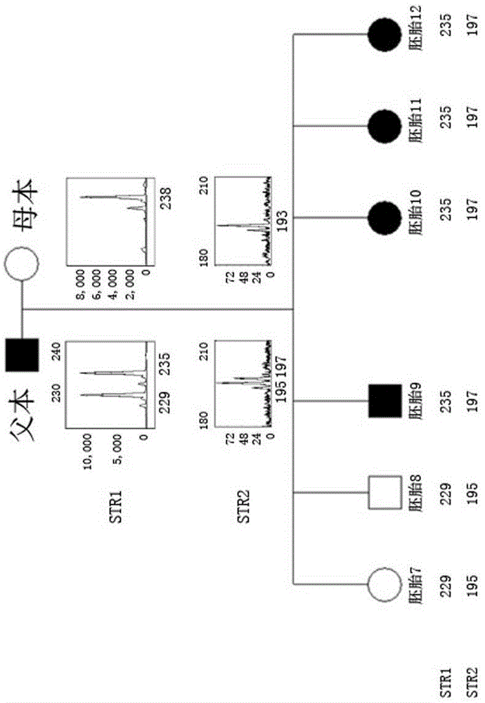 Method for simultaneously completing gene locus, chromosome and linkage analysis