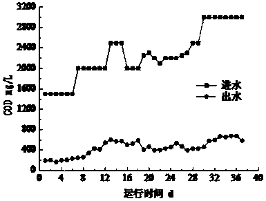 Bacterial strain for treating high concentrated organic wastewater, microorganism bacterium agent and application thereof