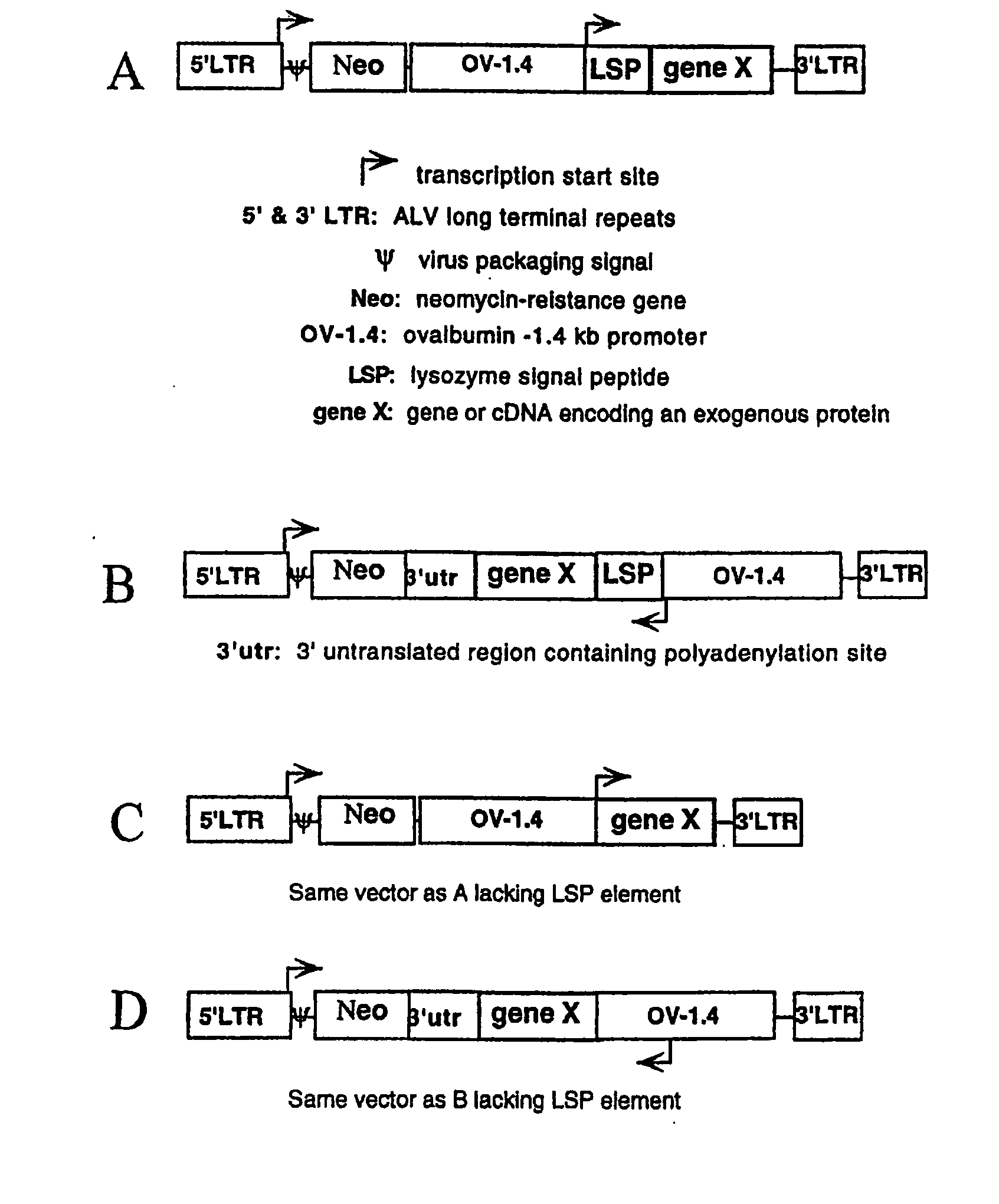 Glycosylated G-CSF