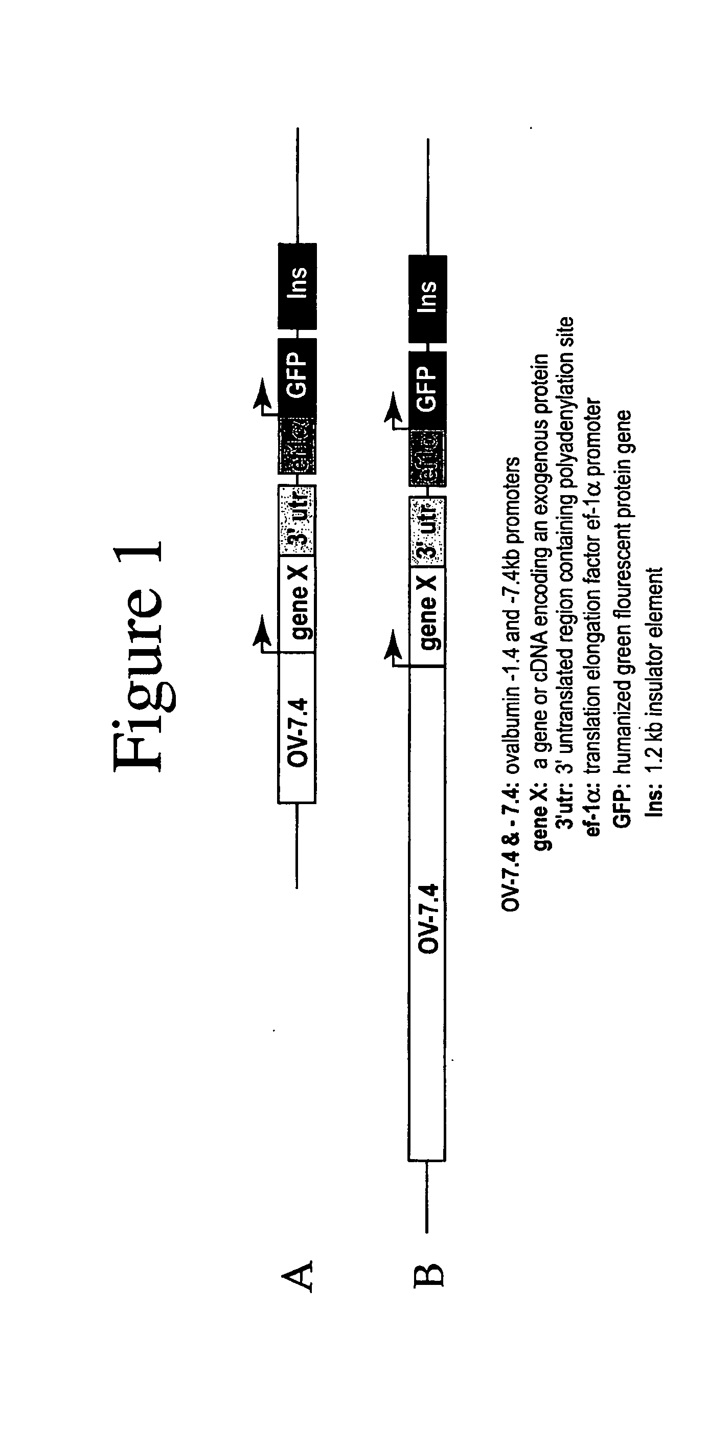 Glycosylated G-CSF