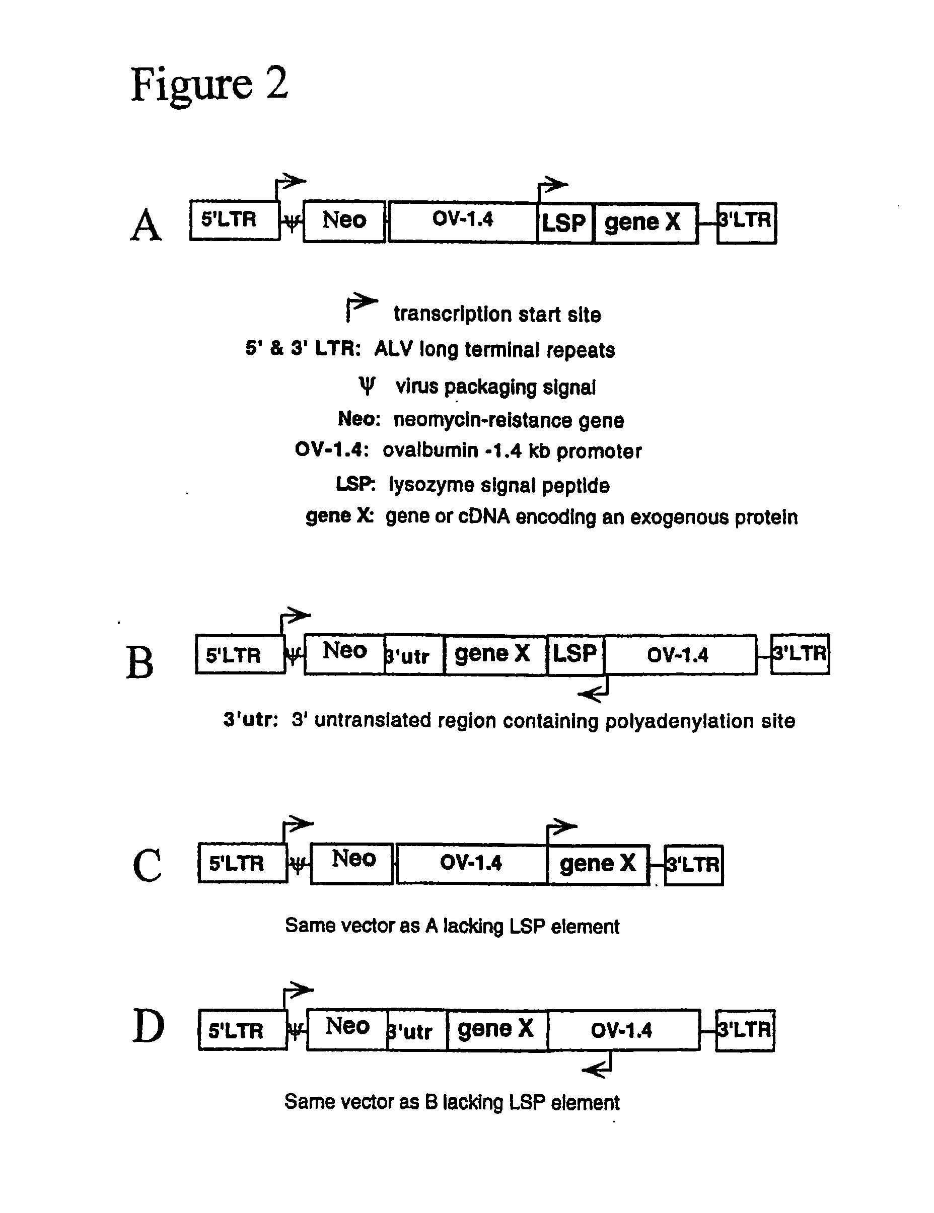 Glycosylated G-CSF