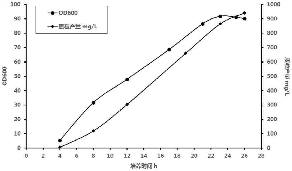 Method for increasing fermentation yield of plasmids