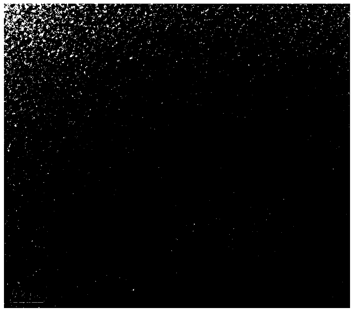 Application of deep eutectic solvent in preparing metal doped carbon quantum dots and preparation method of metal doped carbon quantum dots