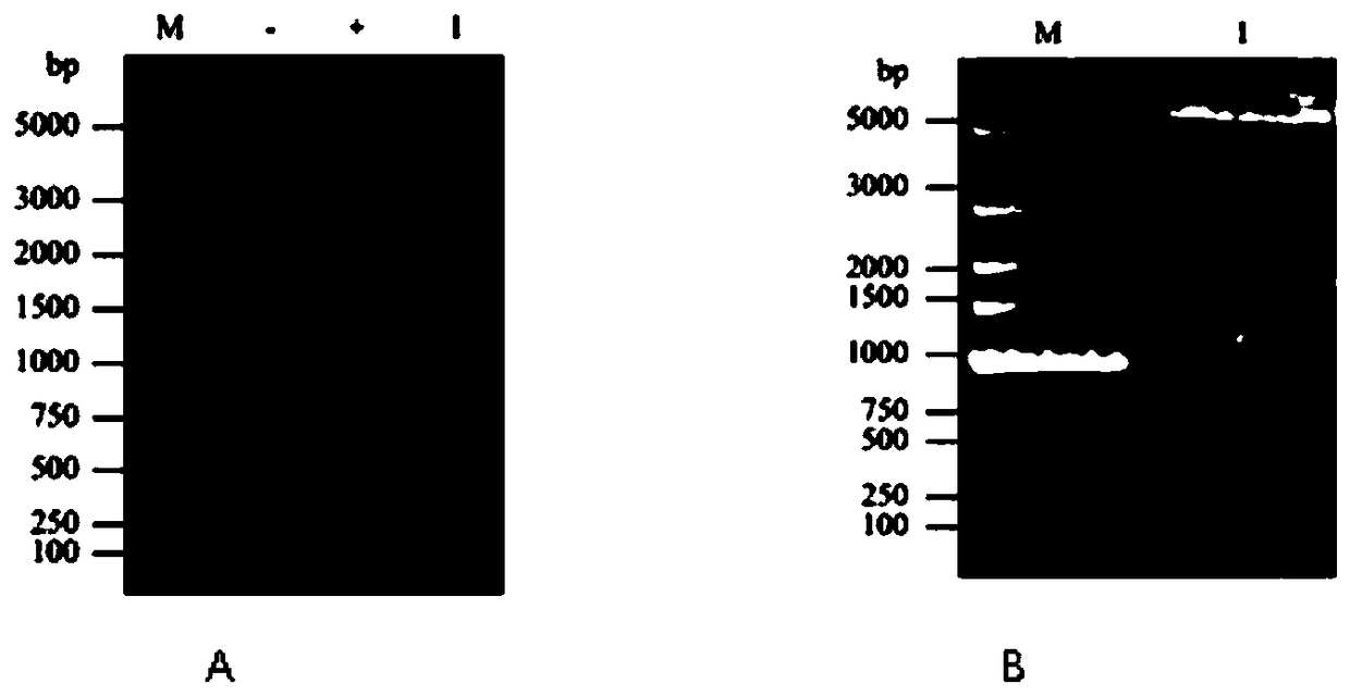 Nanobody of anti-GPC 3 (Glypican 3) protein and preparation method and application of nanobody