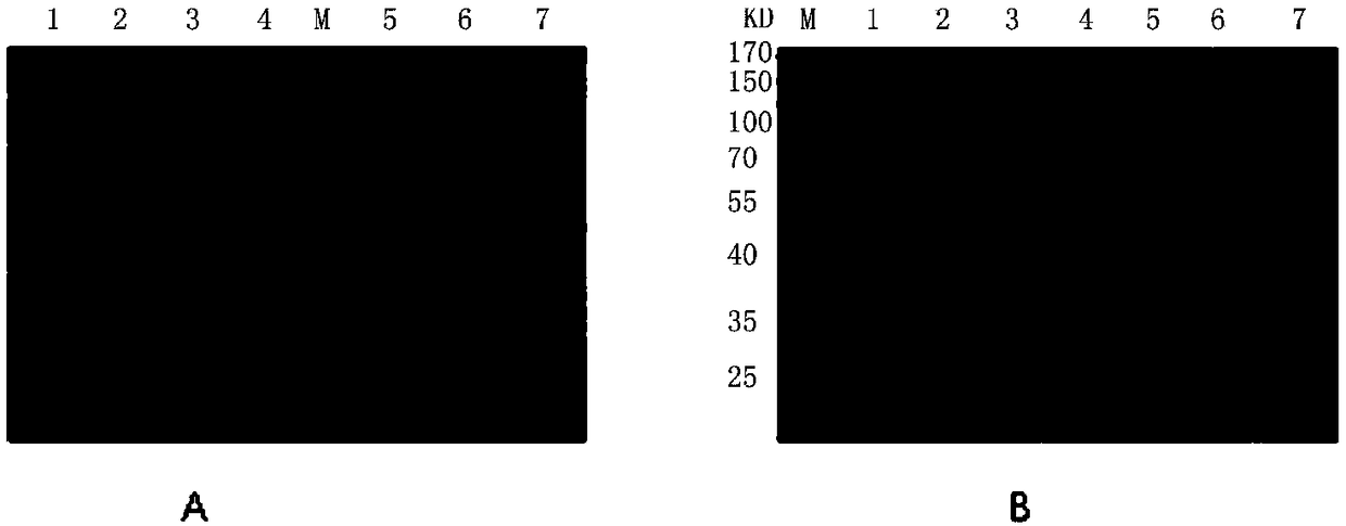 Nanobody of anti-GPC 3 (Glypican 3) protein and preparation method and application of nanobody