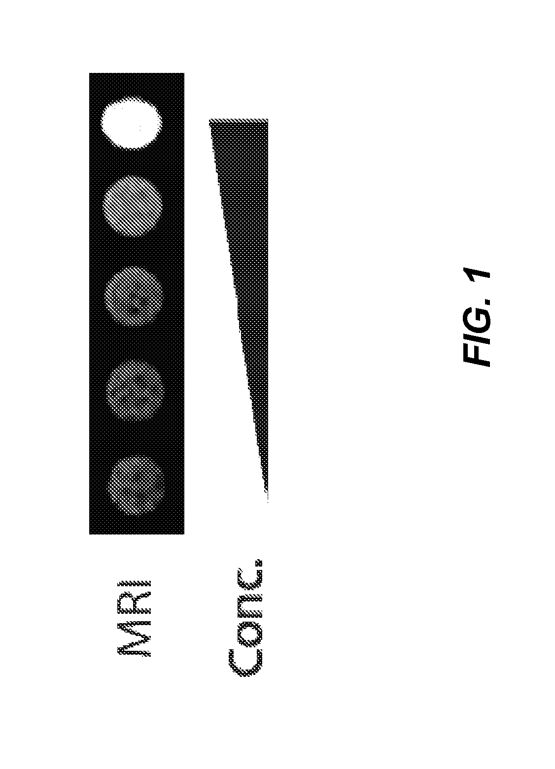 Host cells with artificial endosymbionts