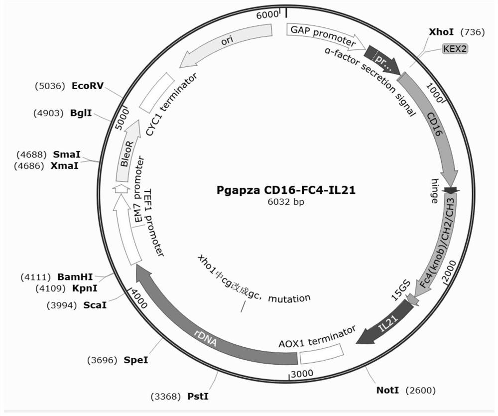 Bispecific antibodies and uses thereof