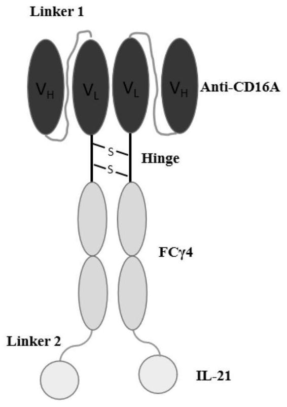 Bispecific antibodies and uses thereof