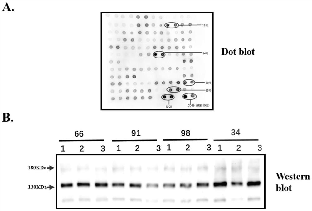 Bispecific antibodies and uses thereof