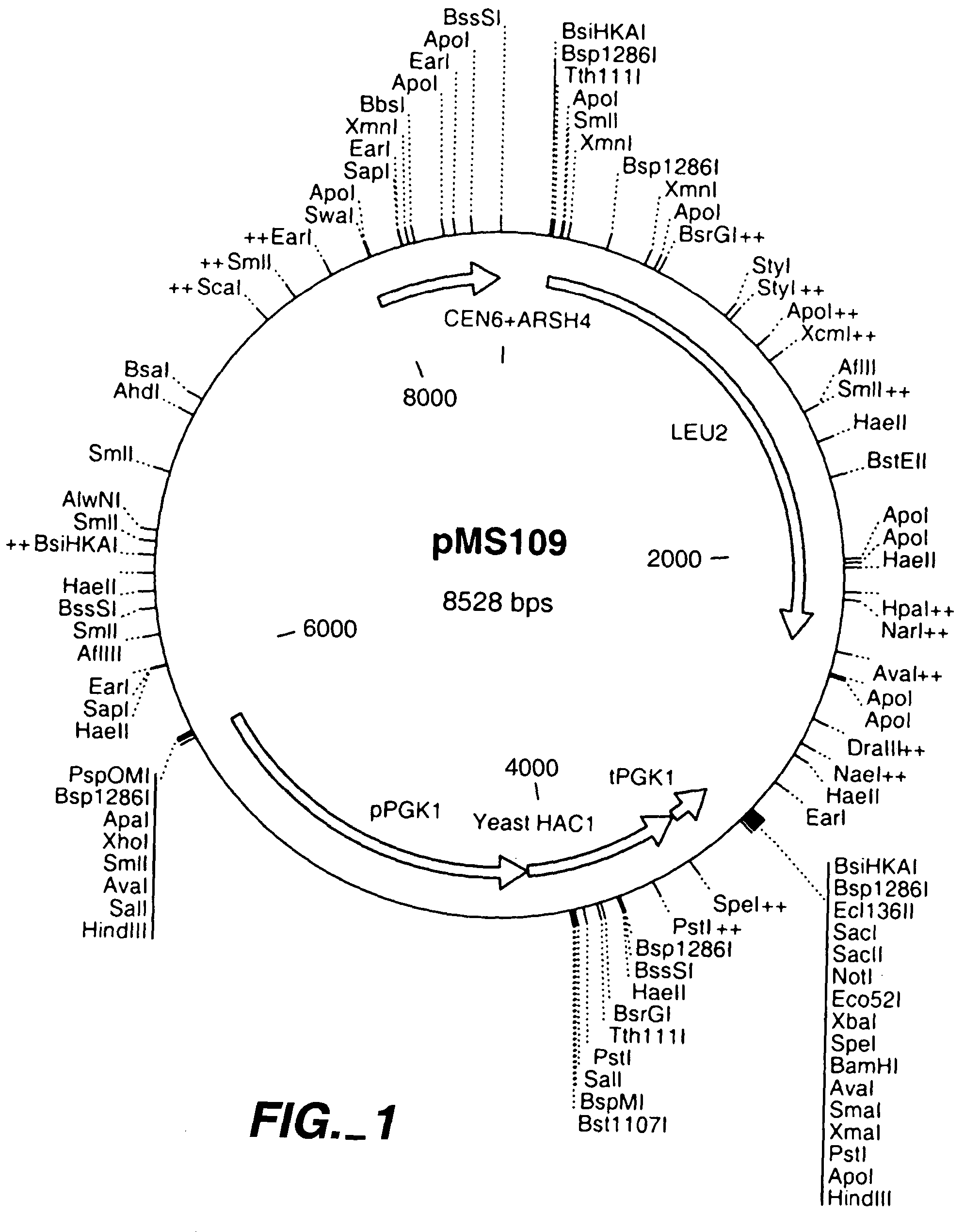 Increased production of secreted proteins by recombinant eukaryotic cells