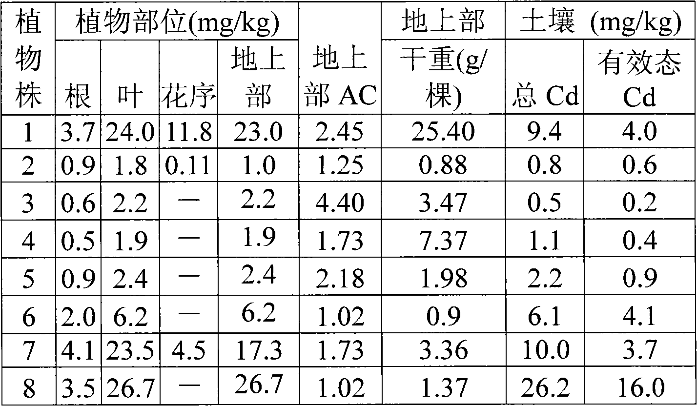 Method for repairing heavy metal polluted soil using abundant plant dandelion