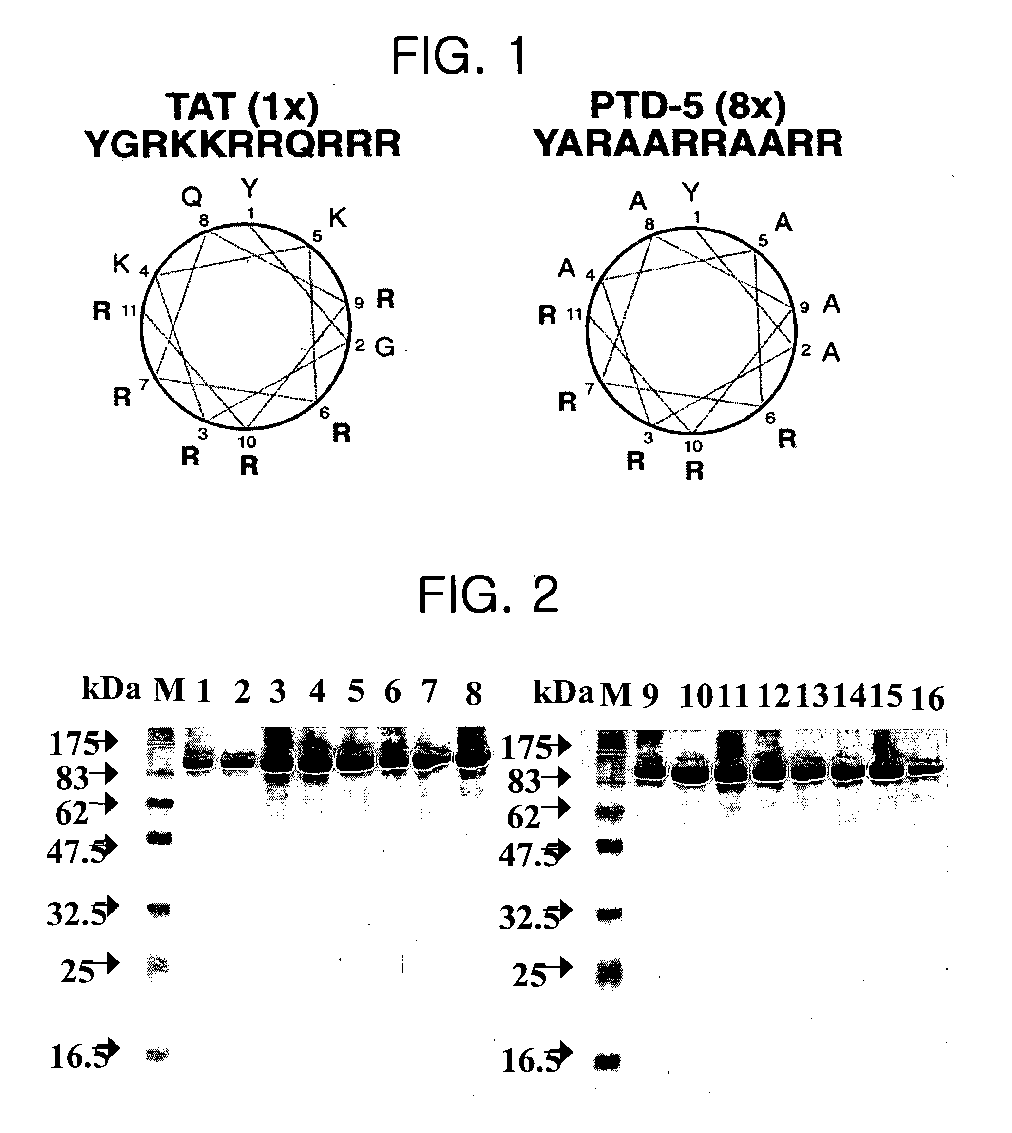 Cytoplasmic tranduction peptides and uses thereof