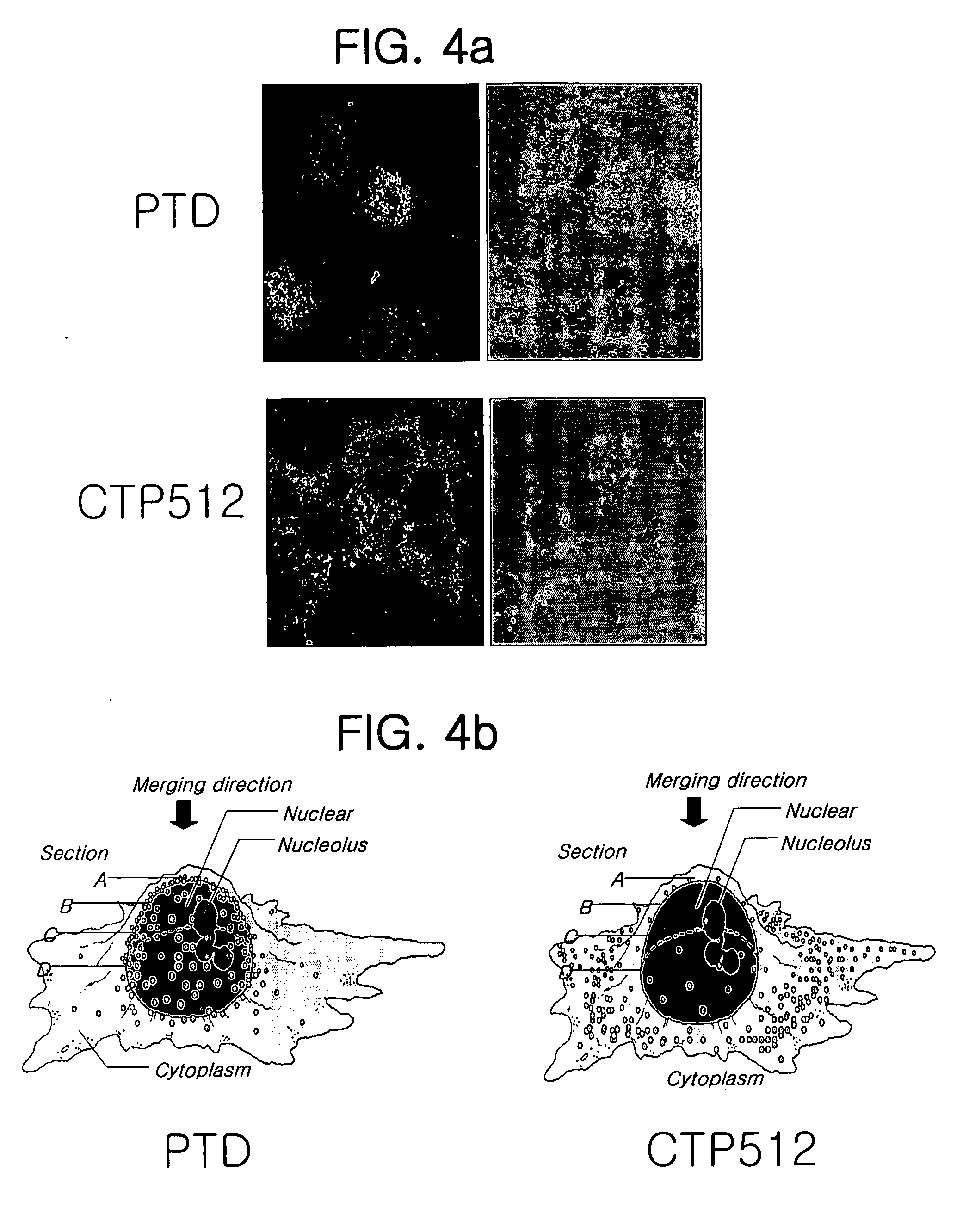 Cytoplasmic tranduction peptides and uses thereof