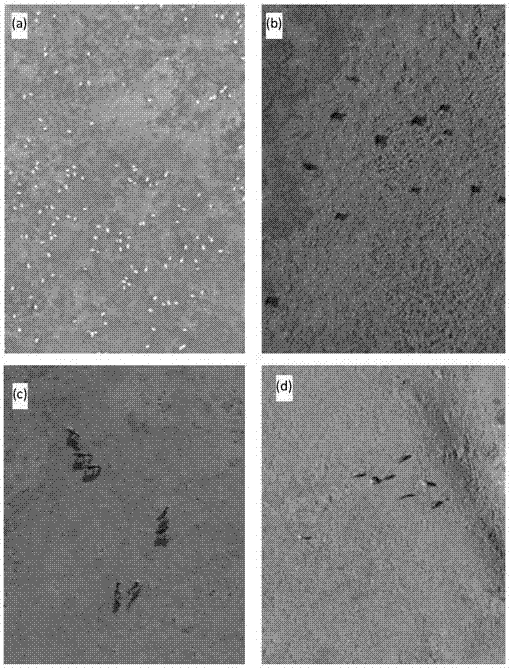 Large wildlife population number investigation method based on aerial photography of unmanned aerial vehicle