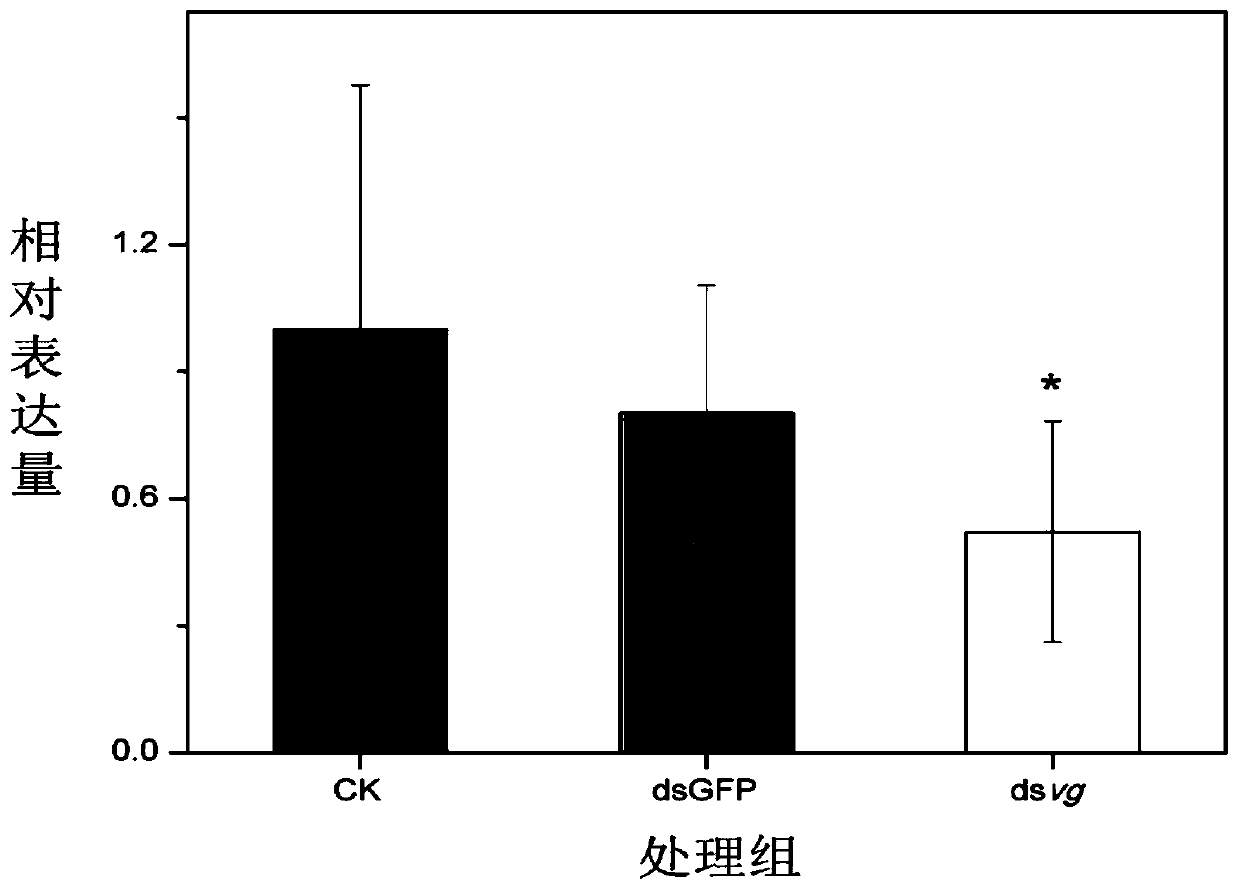 dsRNA of vestigial gene related to wing development and its application in the control of Bactrocera dorsalis