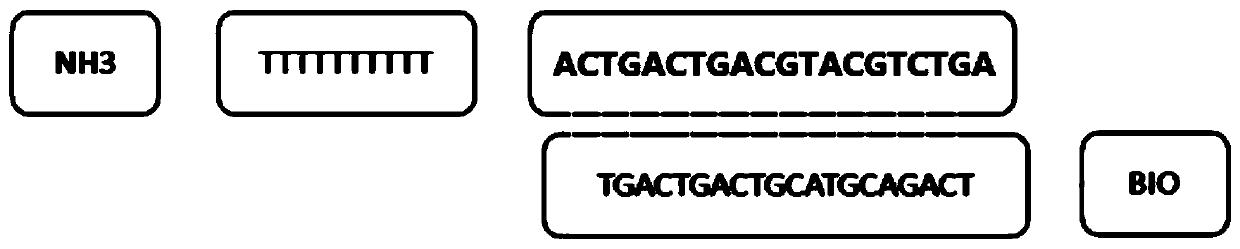 Microarray chip capable of detecting genomic DNA of various fungi and preparation method of microarray chip