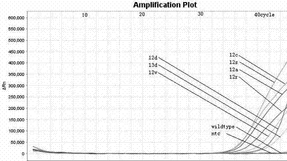 Primer and probe for detecting mutant KRAS genes