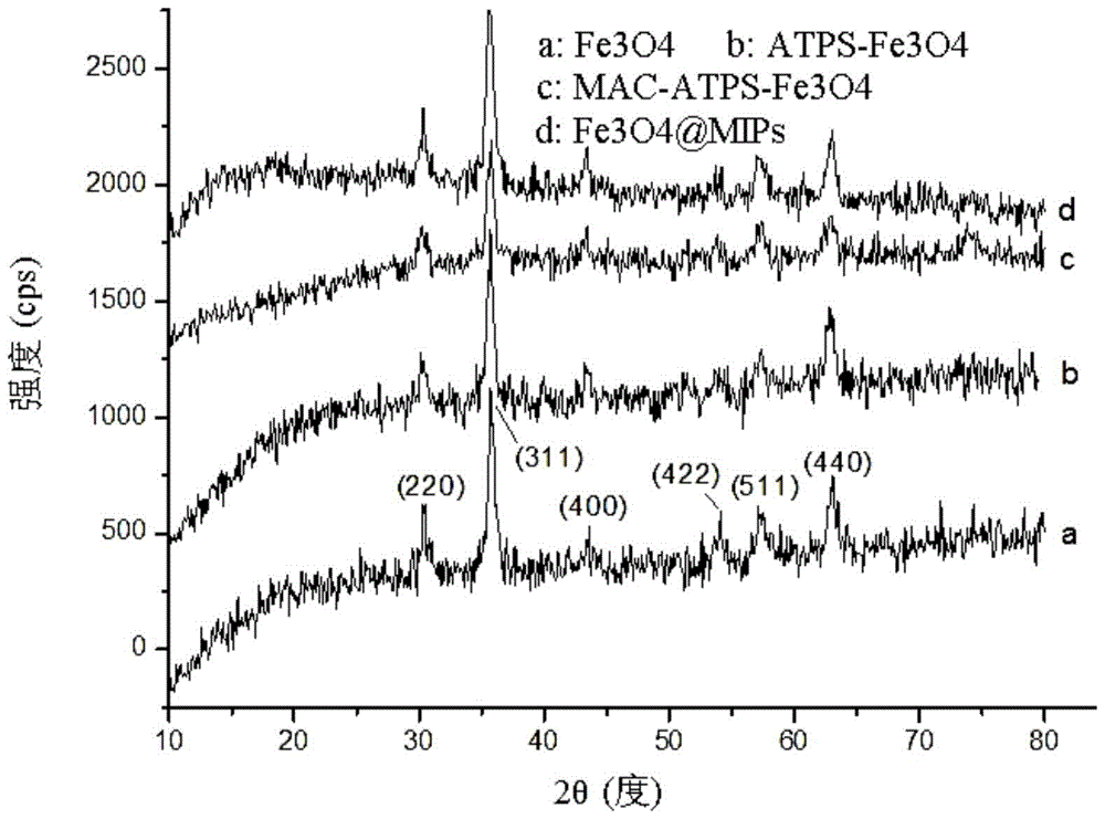 A preparation method of magnetically imprinted polymer for separation and purification of ractopamine