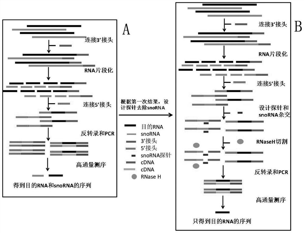 High-abundance-RNA-removed sequencing library and construction method of sequencing library