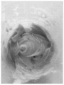 Honeysuckle antibacterial composition, preparation method, and application thereof