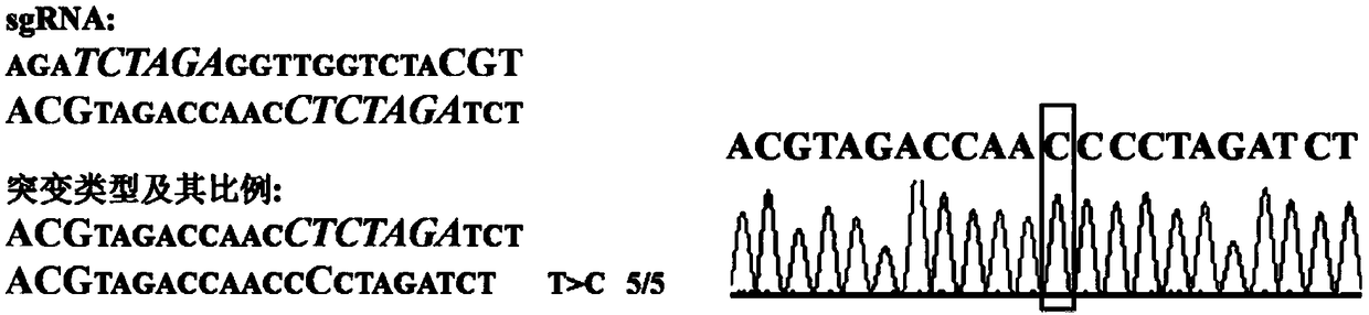 Artificial gene editing system for rice