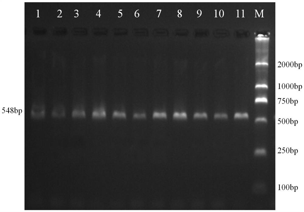 A molecular marker method for pig growth traits