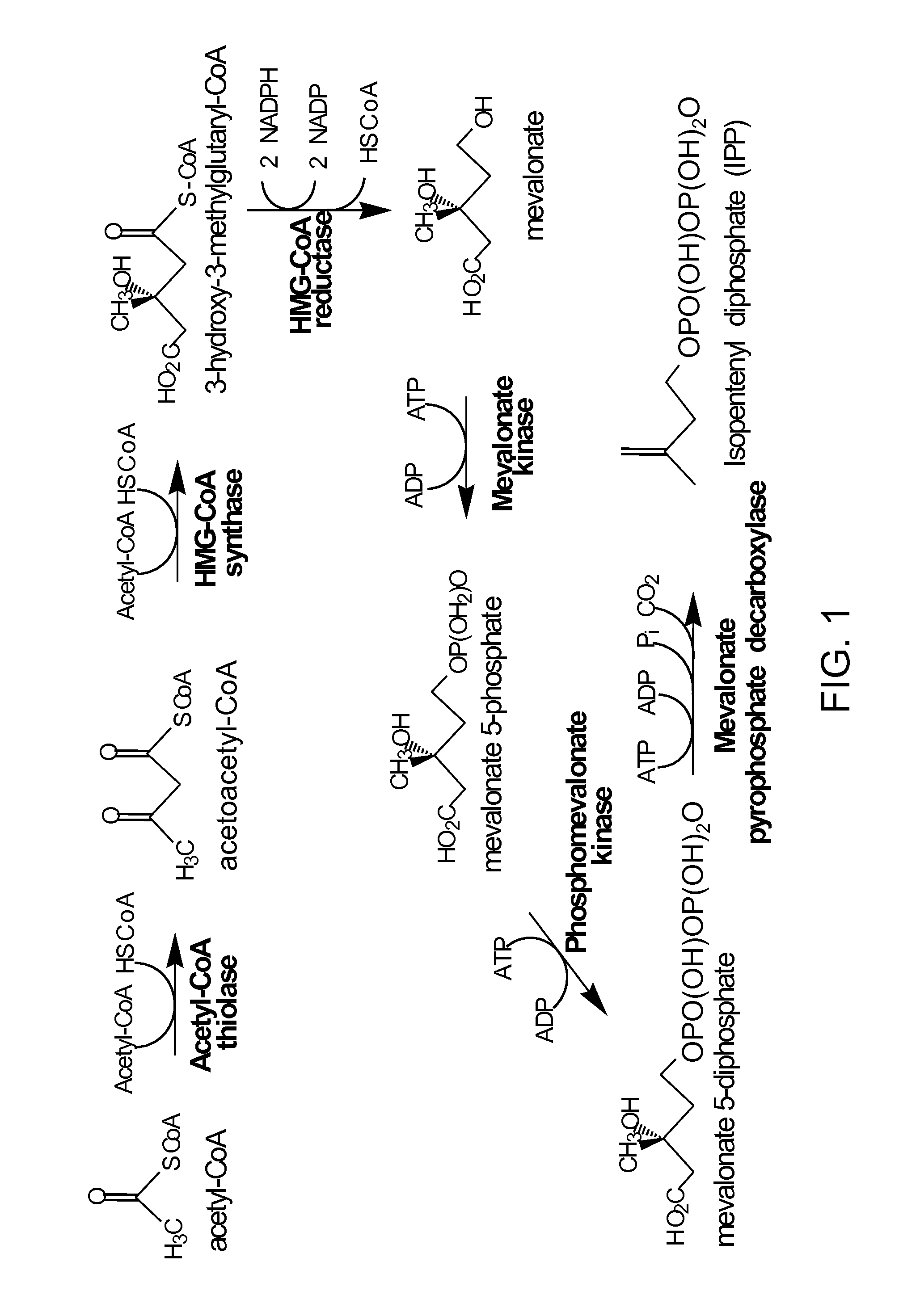 Production of acetyl-coenzyme a derived isoprenoids