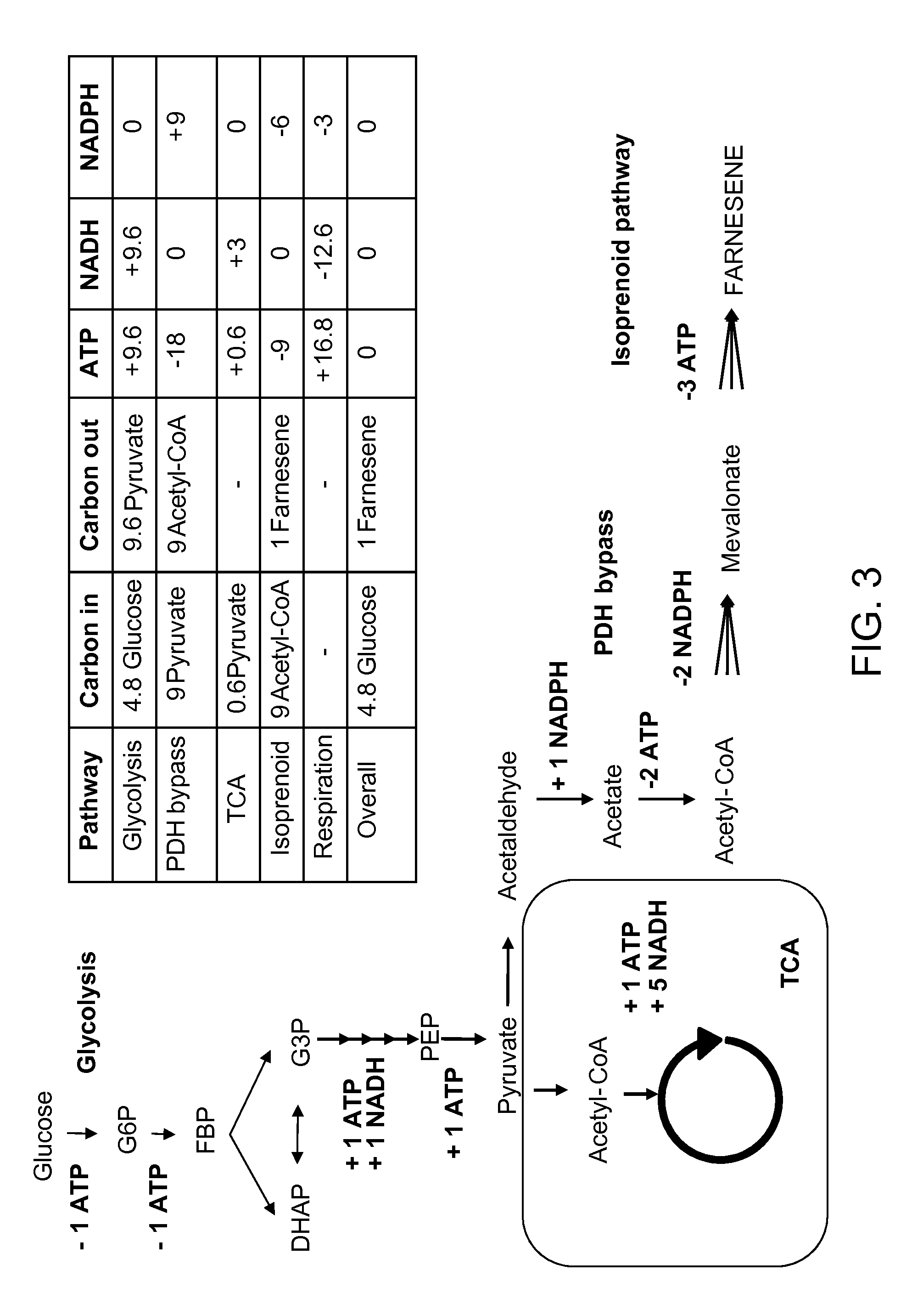 Production of acetyl-coenzyme a derived isoprenoids