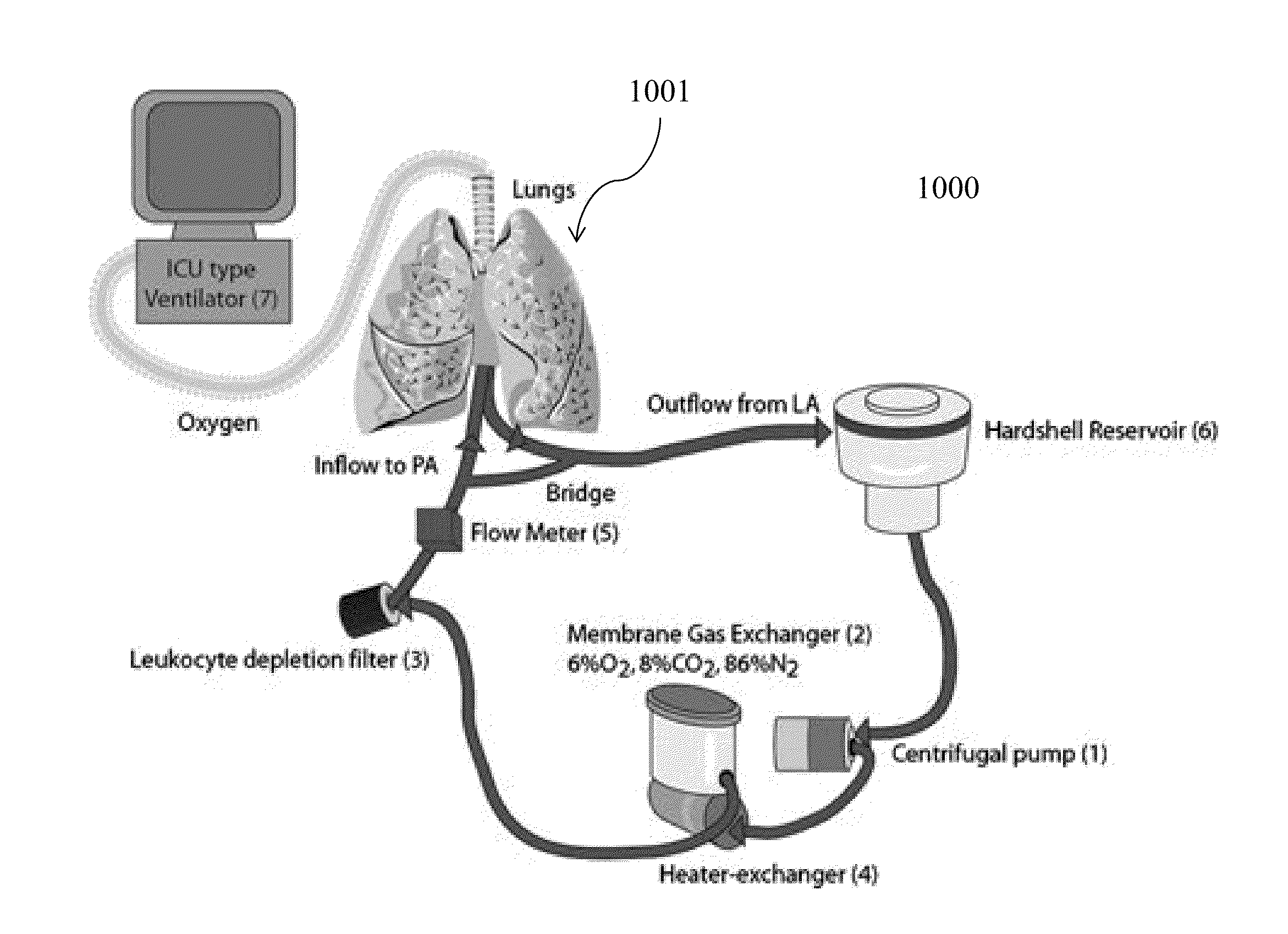 Functional recovery of human lungs for transplantation