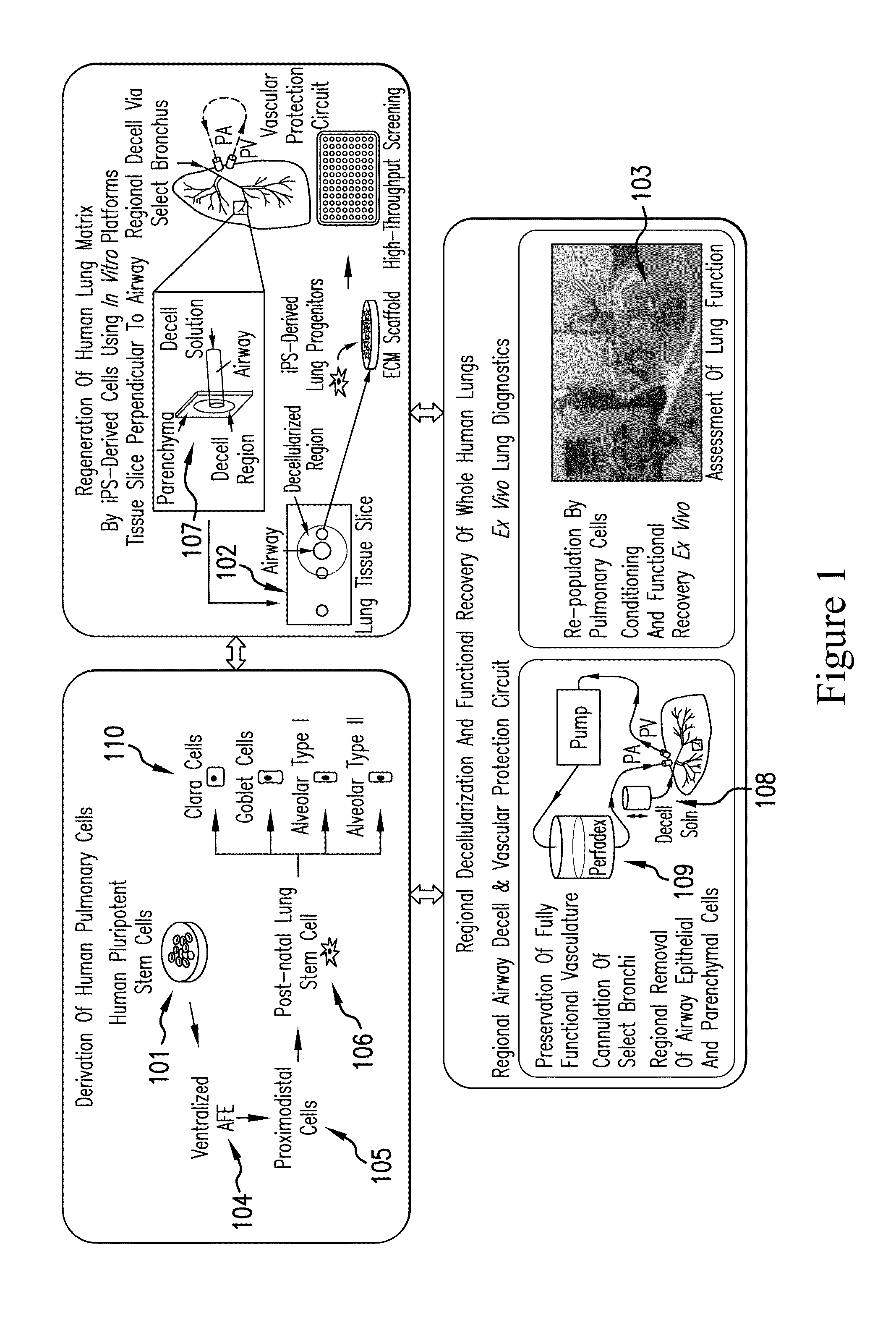 Functional recovery of human lungs for transplantation