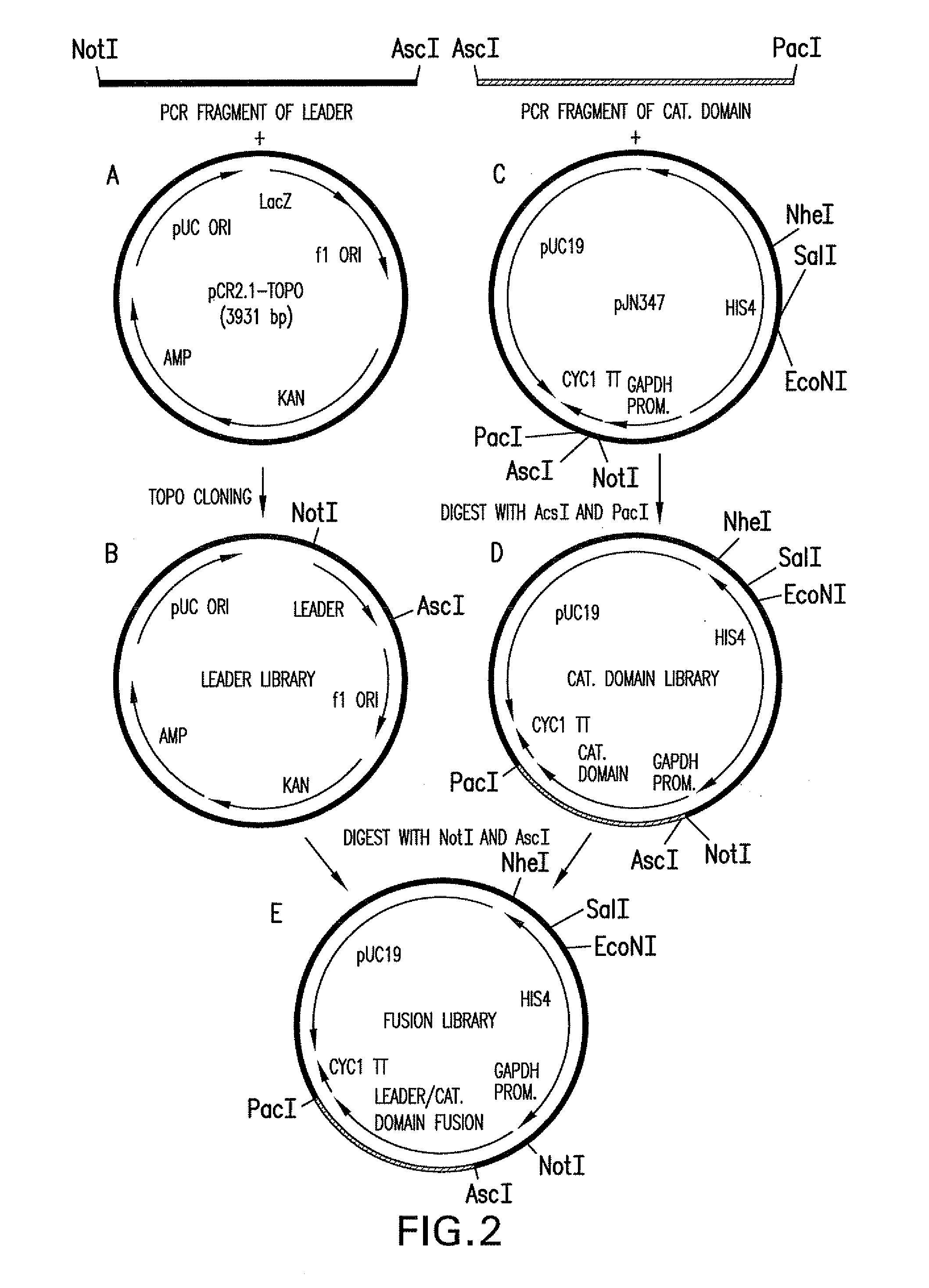 N-Acetylglucosaminyltransferase III Expression in Lower Eukaryotes