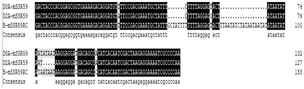 SSR (Simple Sequence Repeat) marker for simultaneously identifying sterile cytoplasm of gossypium harknessii and gossypium hirsutum