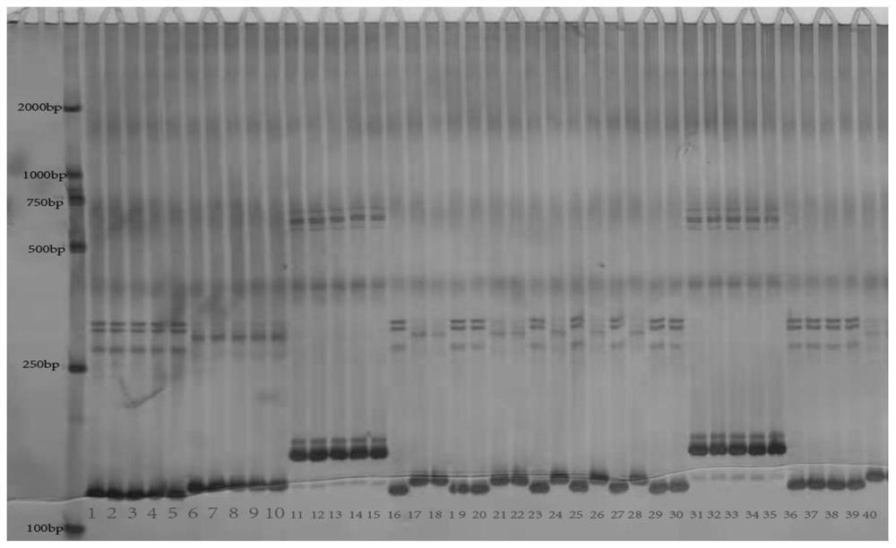 SSR (Simple Sequence Repeat) marker for simultaneously identifying sterile cytoplasm of gossypium harknessii and gossypium hirsutum