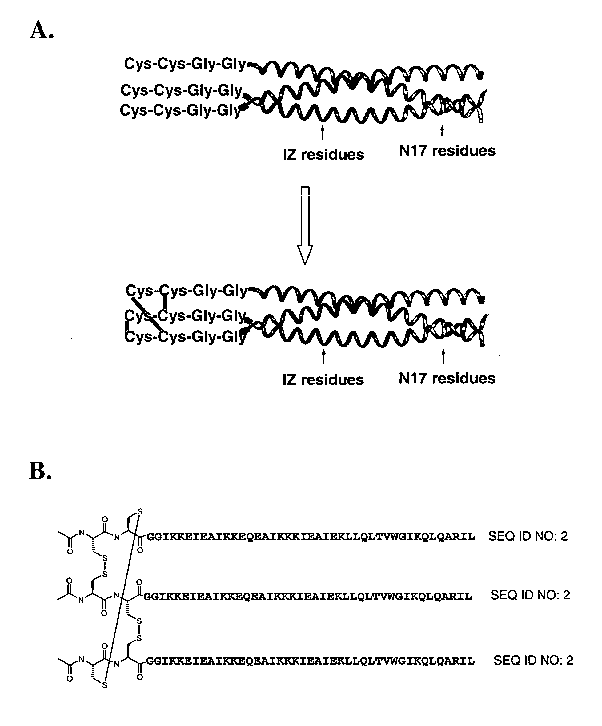 Method for Shielding Functional Sites or Epitopes on Proteins