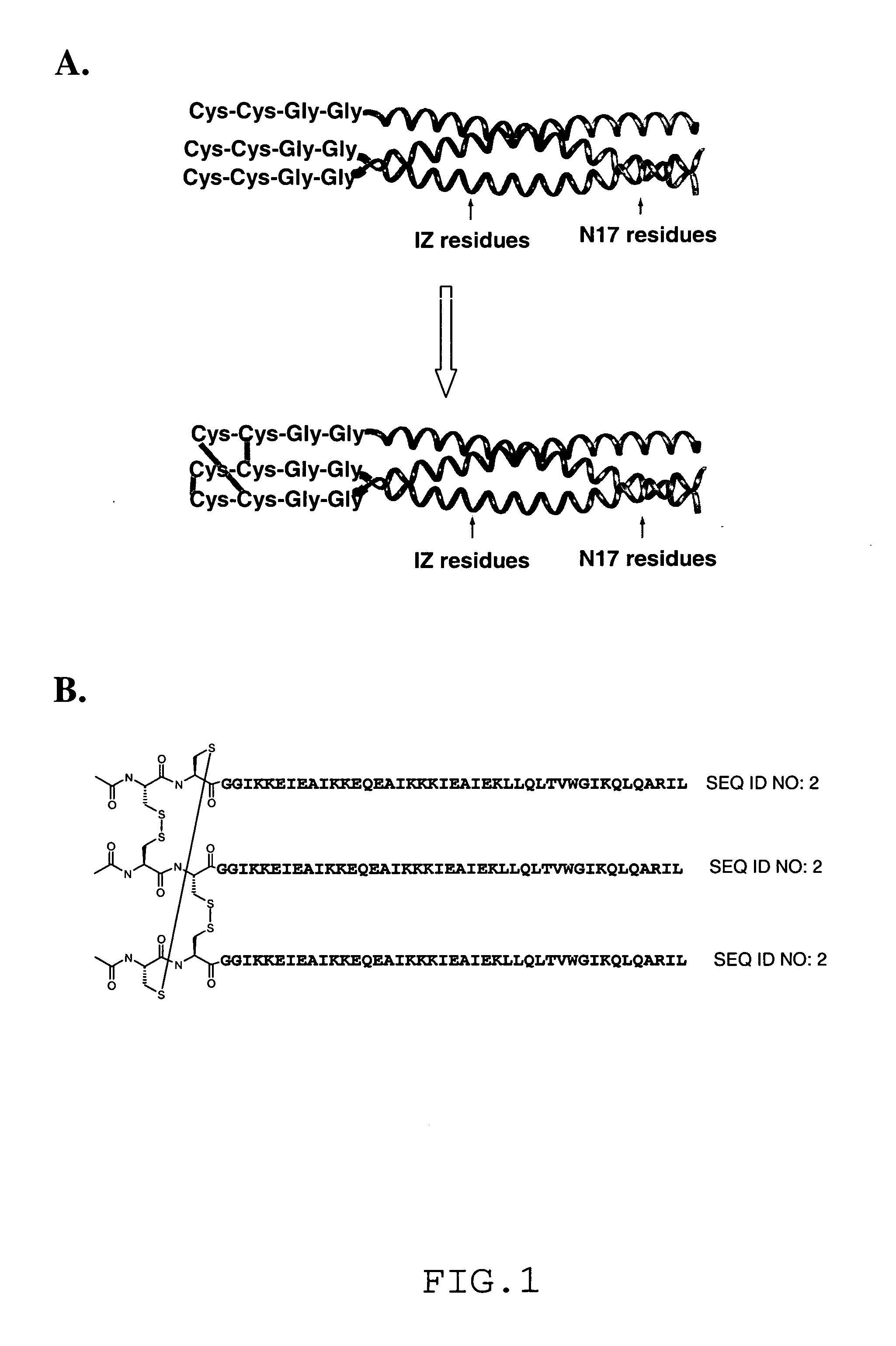 Method for Shielding Functional Sites or Epitopes on Proteins