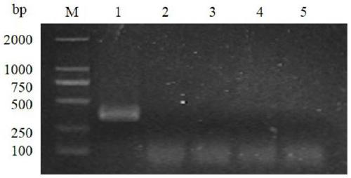 A method for detecting tomato yellow leaf curl virus based on rpa