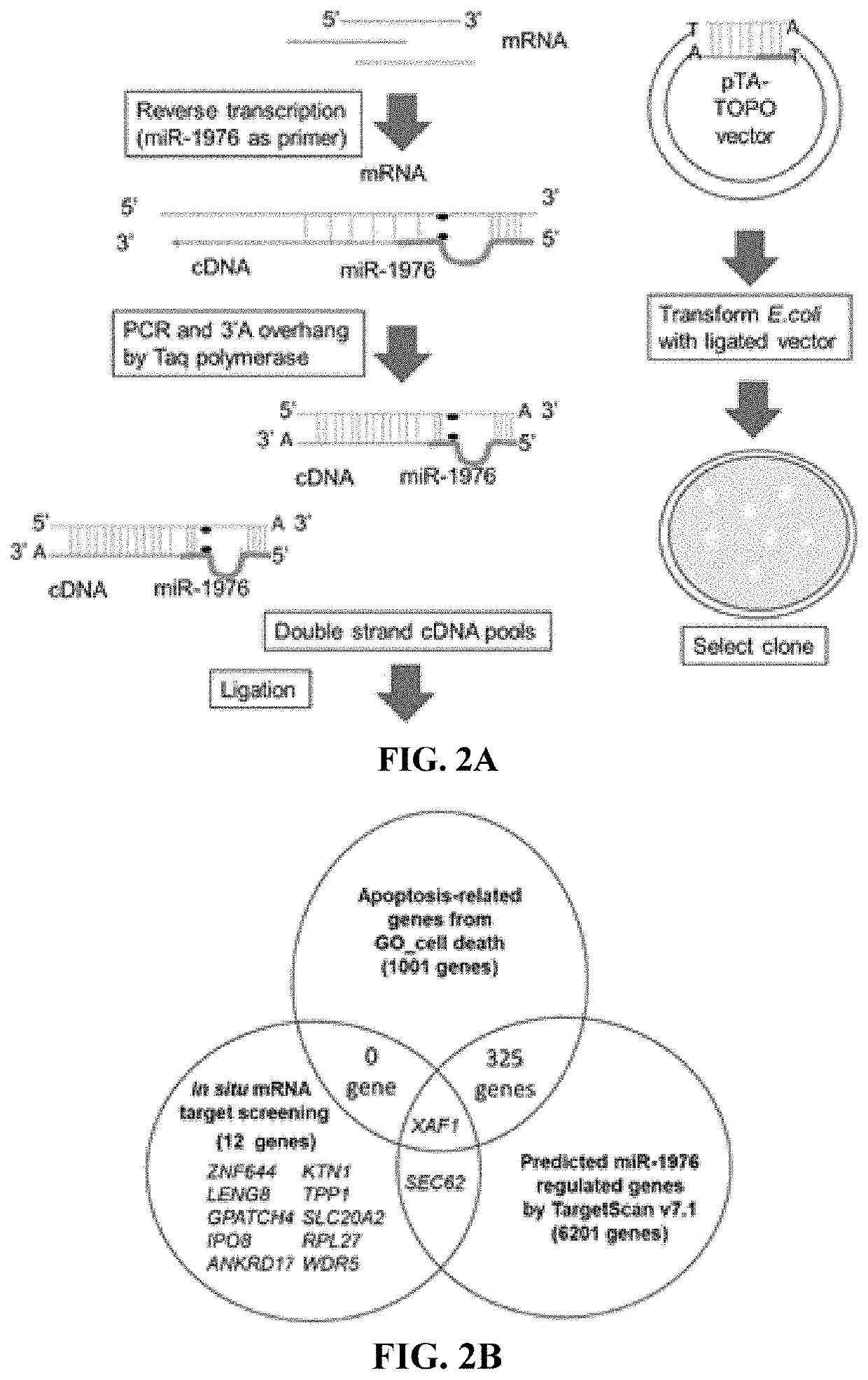 Chemotherapy drug-sensitizing method, agent composition and use thereof